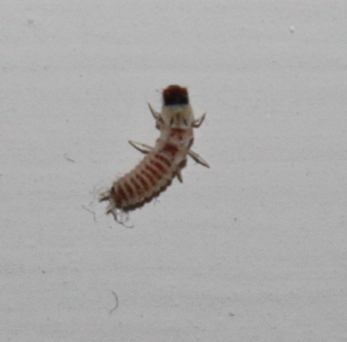 larva in casa: cfr. Malachiidae sp.